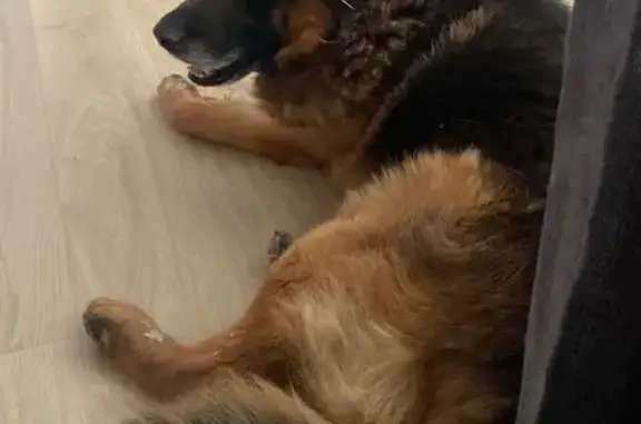 Найдена собака, Краснодар, фото: Найдена собака, Сормовская улица, Краснодар - немецкая овчарка без ошейника