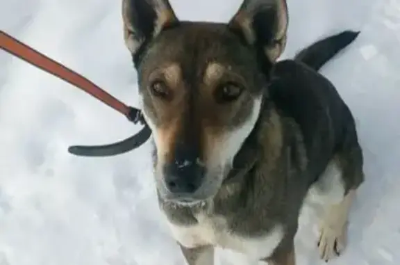 Найдена собака, Раменское, фото: Найден собака, мужской, Советская улица, Раменское - похож на метиса лайки или сиба-ину