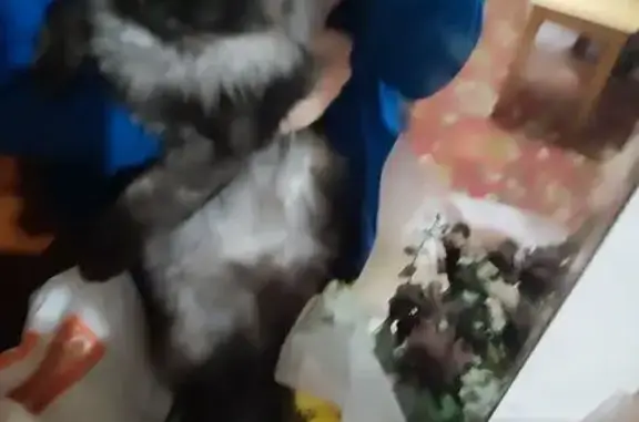 Пропал кот, Набережная улица, Балаково - черно-серый с длинной шерстью - photo