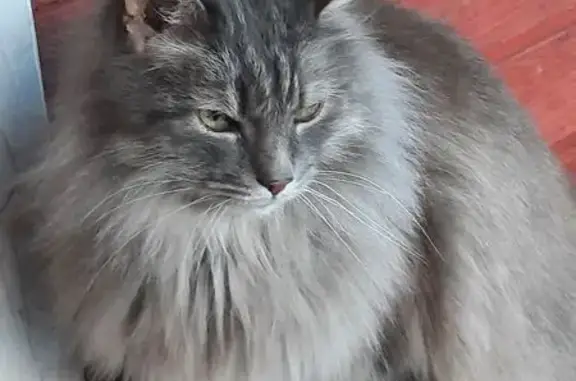 Пропал кот, Рощинское городское поселение, Ленинградская область - серый, откликается на кличку - photo