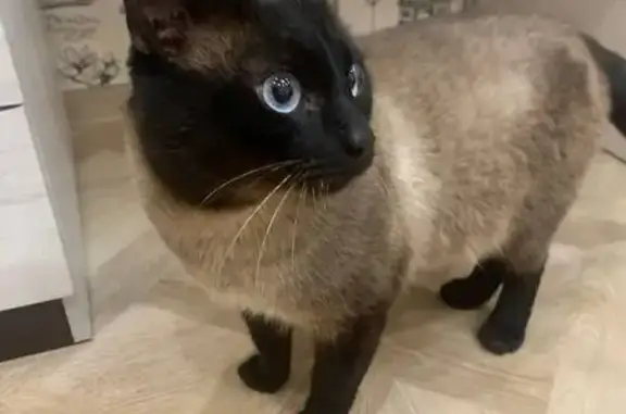 Найдена кошка, Рыбное, фото: Найден кот, Большая улица, 8Б, Рыбное - очень ласковый и упитанный