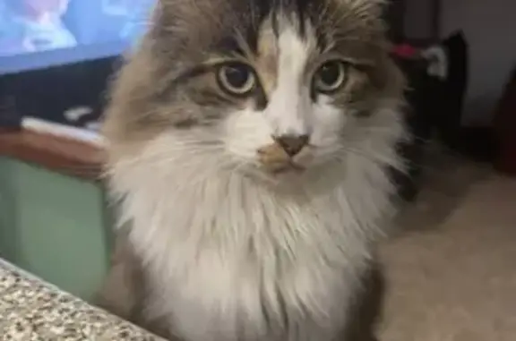 Пропала кошка, Алтайская улица, 5, Горно-Алтайск - длинная шерсть - photo