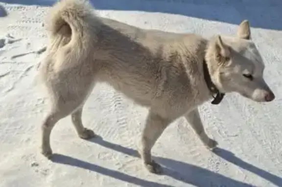 Найдена собака, Омск, фото: Найдена собака, женский пол, улица Челюскинцев, Омск