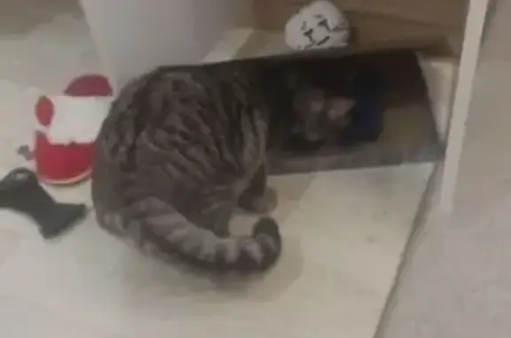 Пропал кот, Старокубанская улица, 2/4, Краснодар - окрас табби, гиперактивный - photo