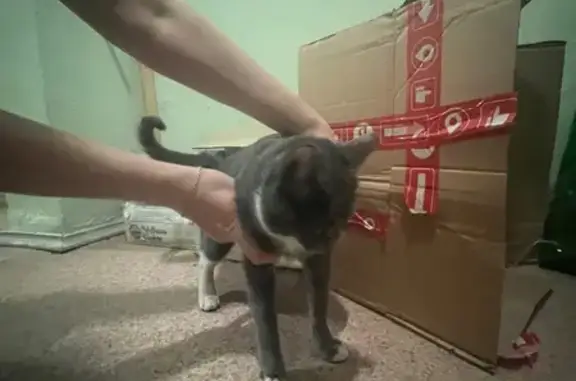 Объявления о пропавших и найденных животных, Люберцы, фото: Найдена кошка, Инициативная улица, Люберцы - серая с белыми пятнышками