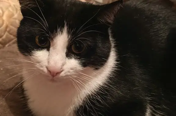 Пропал кот, улица Колышкина, 60, Ярославль - окрас черно-белый - photo