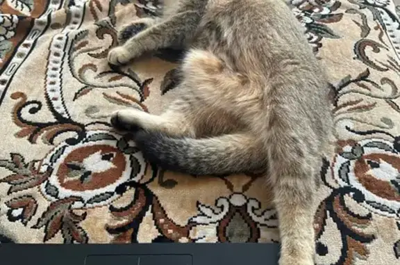 Кошки потеряшки, Венцы, фото: Потеряшка кошка, Венцы, Краснодарский край - шиншилла с вислоухими ушами