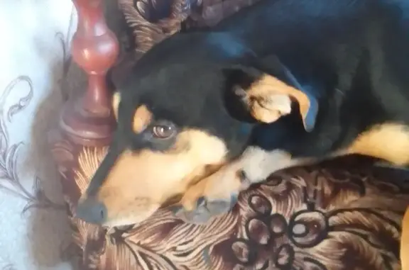 Пропал собака, мужской, улица Ватутина, 11, Алексеевка - photo