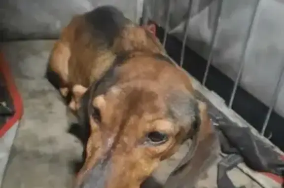 Найдена собака, Кудымкар, фото: Найден собака, улица Калинина, 51, Кудымкар - такса, мальчик