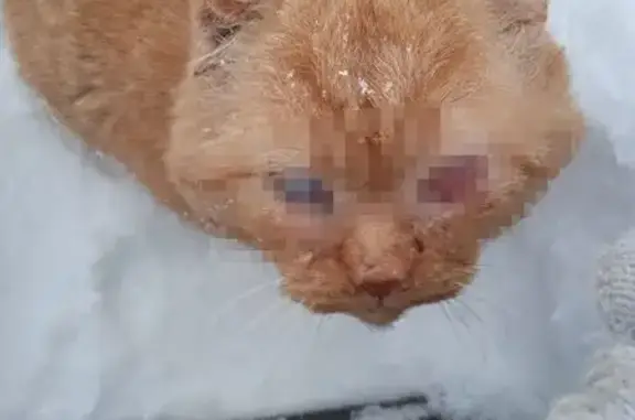 Найдена кошка, Орехово-Зуево, фото: Найден кот, Орехово-Зуево, Московская область - проблемы с глазами