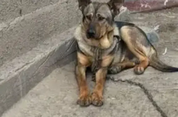 Собаки потеряшки, Яхрома, фото: Потеряшка собака, Яхрома, Московская область - метис овчарки