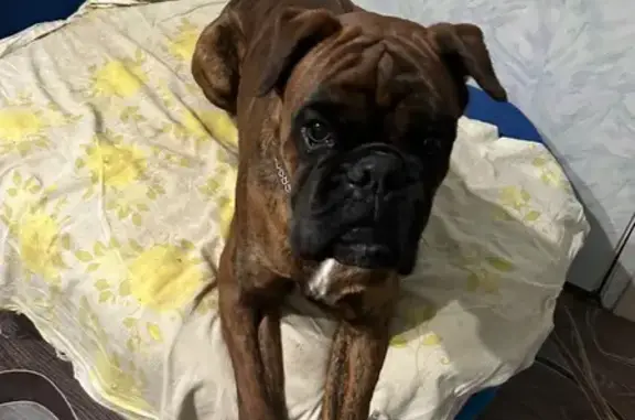 Пропала собака, 97К-001, Чуварлеи - коричневый окрас, висячие ушки - photo