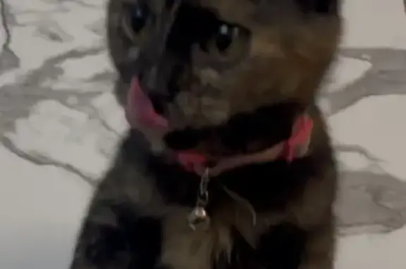 Пропала кошка, улица Мира, Россошь - розовый ошейник с колокольчиком - photo