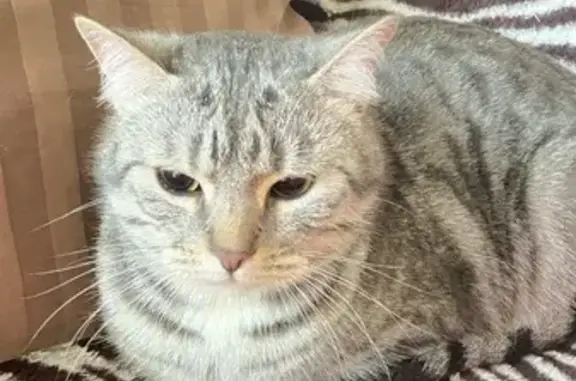 Найдена кошка, Краснодар, фото: Найден кот, Тополина улица, 172, Краснодар - серенький и ласковый