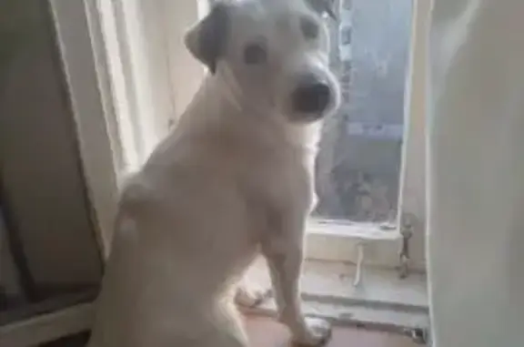 Пропала собака, улица Громова, 134/2, Екатеринбург - белый окрас с коричневыми ушками - photo