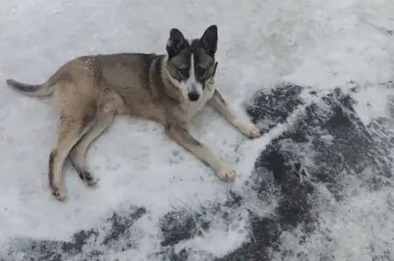 Найдена собака, Поварово, фото: Найдена собака, Поварово, Московская область - ласковый, жмётся к людям