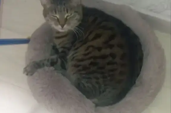 Пропала кошка, улица Мира, 23Б, Череповец - длинные усы - photo