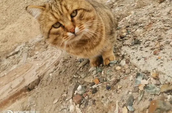 Найдена кошка, Оренбург, фото: Найден кот, улица Чкалова, 70, Оренбург - домашний и ухоженный