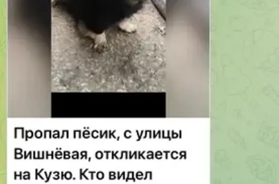 Пропал собака, Вишнёвая улица, Саратов - перебиты задние лапы - photo
