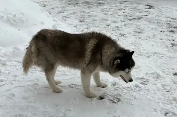 Найдена собака, Чебоксары, фото: Найдена собака, улица Богдана Хмельницкого, 51, Чебоксары