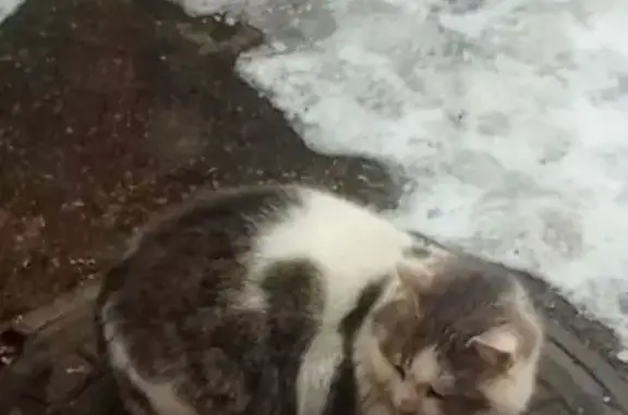 Найдена кошка, Борисоглебск, фото: Найдена кошка, Московская улица, Борисоглебск - явно домашний, людей не боится