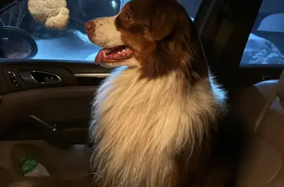 Поиск домашних животных, фото: Найдена собака, Ленинградское шоссе, Москва - красный триколор