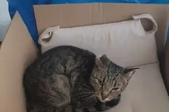 Объявления о пропавших и найденных животных, Фёдоровское, фото: Найден кот, 1-й Счастливый проезд, 1, Фёдоровское - полосатый, одно ухо обморожено