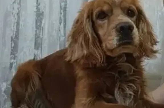 Пропал собака, улица Ленина, Петровский - рыжий кокер спаниель - photo