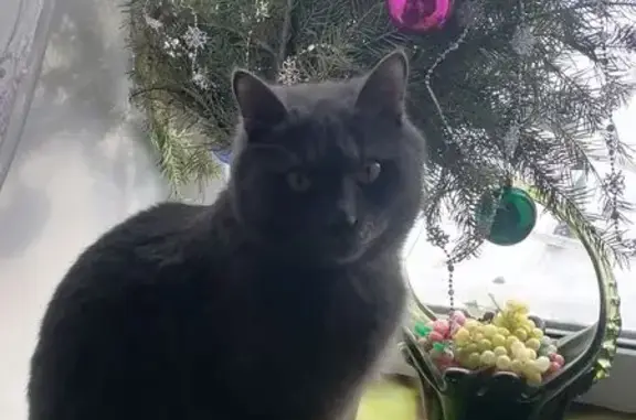 Пропал кот, улица Лизы Чайкиной, 3А, Челябинск - серый с красным ошейником - photo