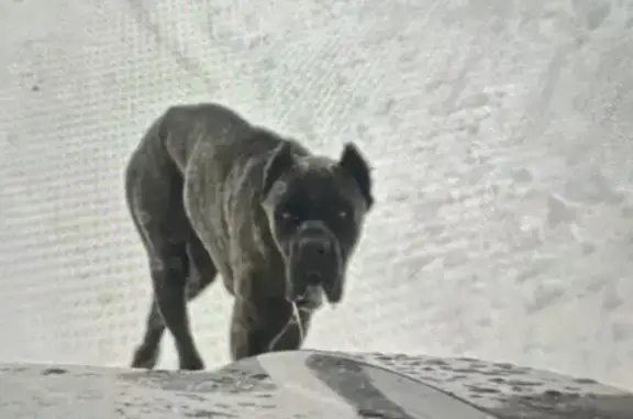 Найдена собака, Наро-Фоминский городской округ, фото: Найден собака кане-корсо, Наро-Фоминский городской округ - худой, в руки не дается