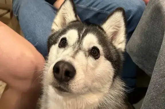 Собаки потеряшки, Касимов, фото: Потеряшка собака, Комсомольская улица, 40, Касимов - небольшая хаски