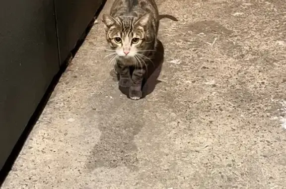 Найдена кошка, Абакан, фото: Найдена кошка, улица Крылова, 77, Абакан - окрас как у бенгала