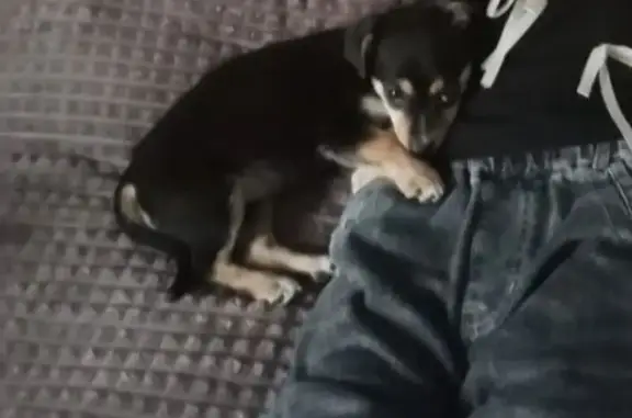 Пропала собака, женский пол, Первомайская улица, Славянское - photo