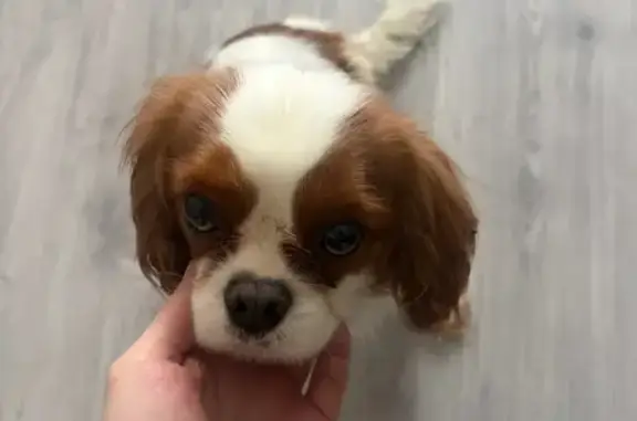 Найдена собака, Барсуки, фото: Найдена собака, улица Героя России Евгения Рындына, микрорайон Северная Мыза, Барсуки - белая с рыжими пятнами