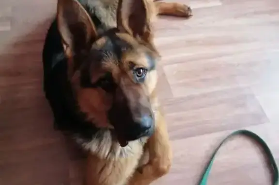 Найдена собака, Ульяновск, фото: Найден собака, улица Аблукова, Ульяновск - молодой кобель немецкой овчарки