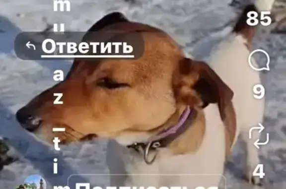 Потерянные животные Кантышево, фото: Пропала собака, 90К-003, Зильги, Кантышево - чёрный нейлоновый ошейник и шрамы на правой ляжке