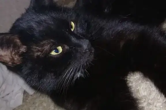 Пропал кот, 15, Камышин - чёрный с белым галстуком и жёлтыми глазами - photo