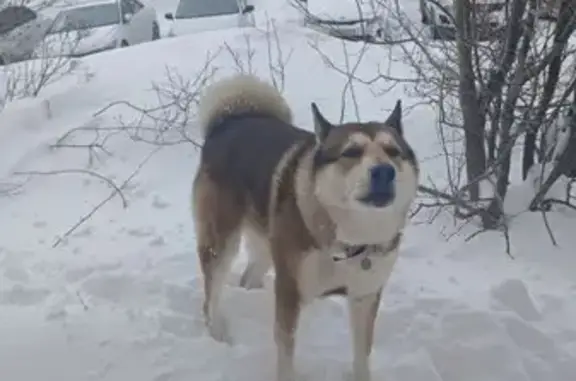 Найдена собака, Чебоксары, фото: Найдена собака, площадь И.Ф.Скворцова, 6, Чебоксары