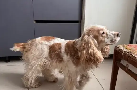 Найдена собака, Ижевск, фото: Найден собака, Удмуртская улица, 261, Ижевск - бросается под машины