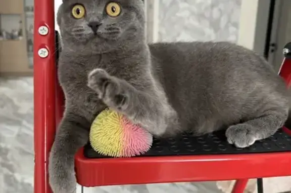 Пропала кошка, Луговая улица, Новый - британская порода, откликается на Анфиса - photo