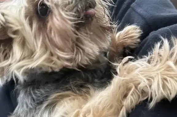 Найдена собака, Кемерово, фото: Найдена собака, проспект Ленина, 57, Кемерово