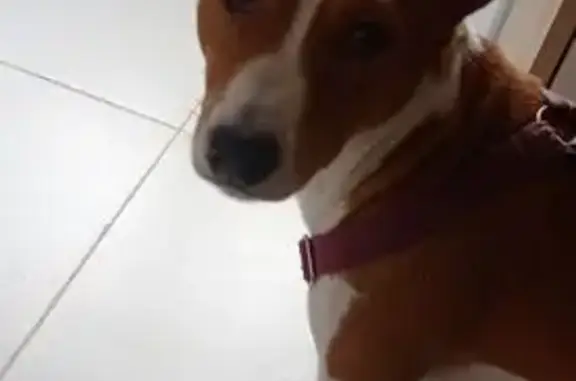 Найдена собака, Москва, фото: Найдена собака, мужской, Мастерова улица, 4, Москва - клеймо 