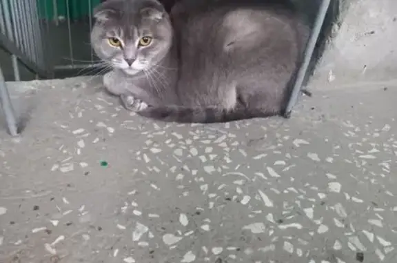 Найдена кошка, Пенза, фото: Найдена кошка, улица 8 Марта, 9, городской округ Пенза - серый окрас