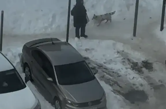 Найдена собака, Орёл, фото: Найдена собака, Советская улица, 29, городской округ Орёл - бело-рыжая, упитанная