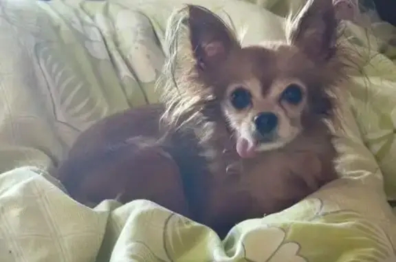 Пропала собака, Набережная улица, 67, Липин Бор - коричневый окрас, выпадает язык - photo