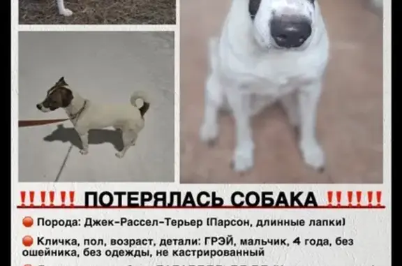 Пропал собака, улица Танкистов, Архангельск - photo