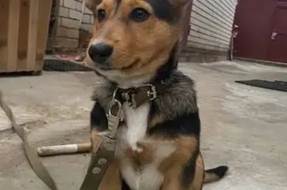 Пропала собака, 4-я Муромская улица, 114, Казань - громко лает, без ошейника - photo