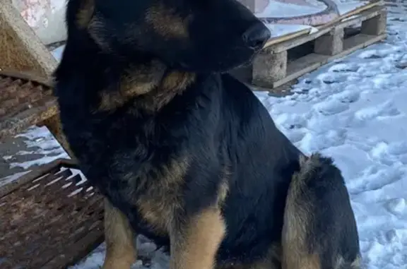Найдена собака, Волгоград, фото: Найдена собака, улица Ленина, Волгоград - немецкая овчарка