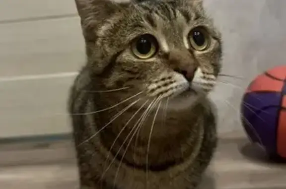 Найдена кошка, Арзамас, фото: Найдена кошка, улица Мира, Арзамас - полосатая, ласковая