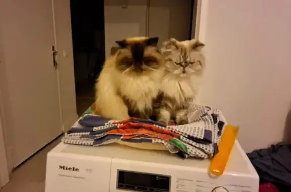 Пропала кошка, Красногородская улица, Опочка - гималайский перс с чипом - photo